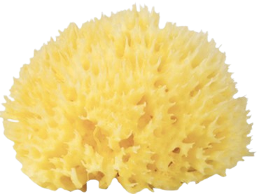 ספוג רחצה טבעי מבית Bellini